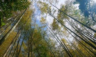 通关打法攻略 荒野日记一路向北攻略 通关打法攻略 荒野日记一路向北攻略