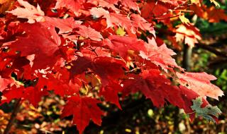 解落三秋叶能开二月花